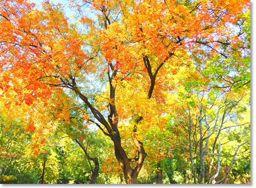 这个秋天我住在“北平”