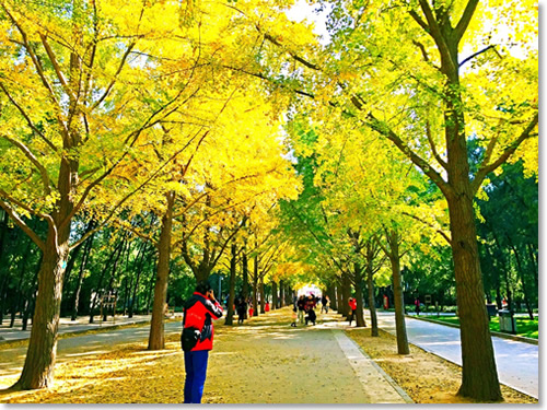 这个秋天我住在“北平”