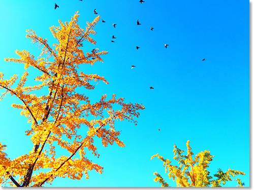 这个秋天我住在“北平”