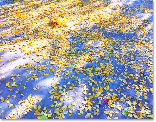 这个秋天我住在“北平”