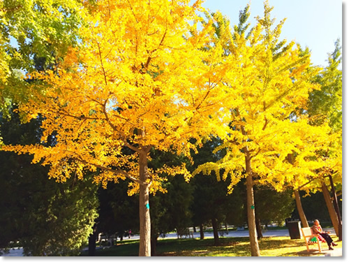 这个秋天我住在“北平”