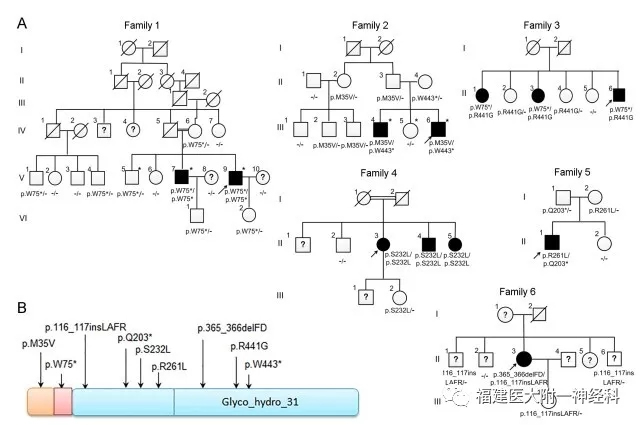 国际神经科学领域顶级期刊“Neuron”发表我院陈万金团队最新研究成果——发现原发性家族性脑钙化症首个隐性遗传致病基因