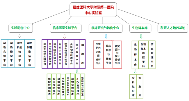 中心实验室组织架构